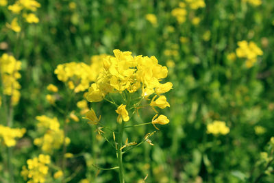 Close-up of yellow flowering plant on field