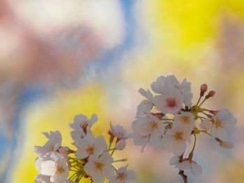 Close-up of white cherry blossom plant