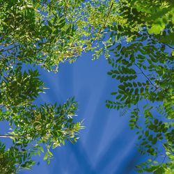 Close-up of tree against blue sky