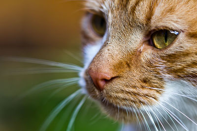 Close-up of ginger cat