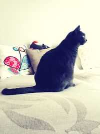 Cat relaxing on tiled floor