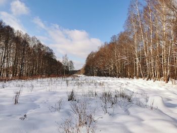 Trees on snow covered field against sky