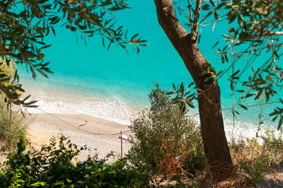 Trees on beach against sky