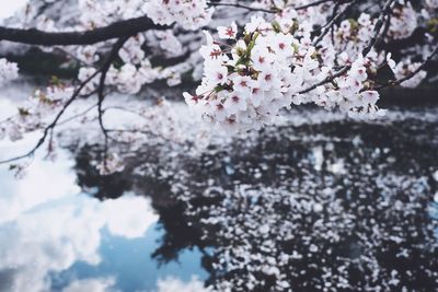 Close-up of cherry blossoms in spring