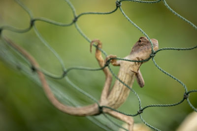 Close-up of a barbed wire