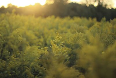 Plants growing on field