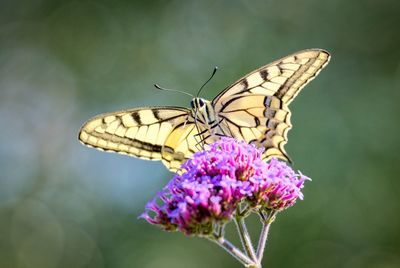 Close-up of butterfly on purple flower