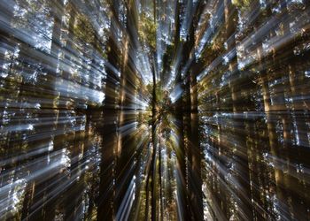 Full frame shot of trees