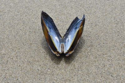 High angle view of fishes on beach