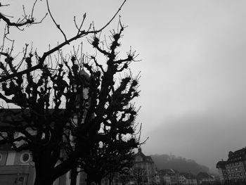 Low angle view of tree against sky