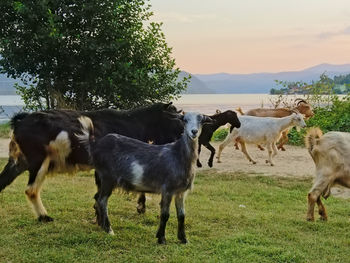 Horses standing in a field