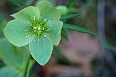 Close-up of flowering plant