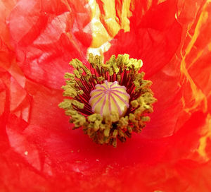 Close-up of red poppy flower