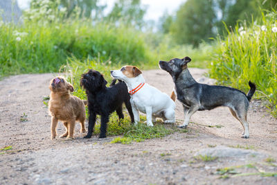 A flock of four small dogs of different breeds and colors stand on path and look up