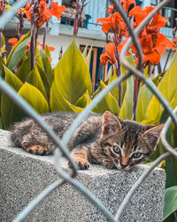 Close-up portrait of a cat