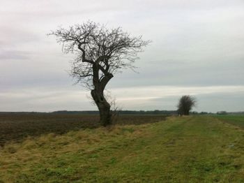 Trees on grassy field