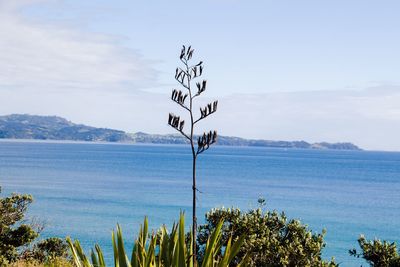 Plants by sea against sky