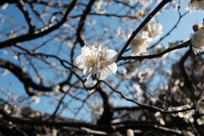 Low angle view of cherry blossom