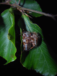 Close-up of insect on leaf