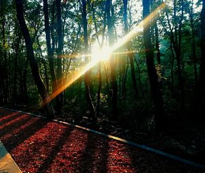 Sunlight streaming through trees in forest