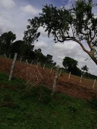 Trees on field against sky