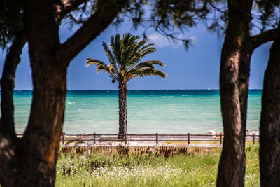 Scenic view of palm trees on beach