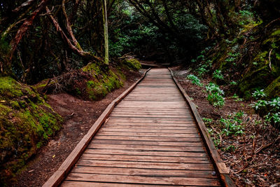 Mysterious wooden path, which crosses a closed forest, to protect it from footsteps.