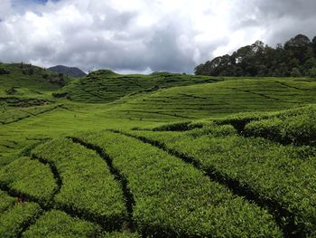 Scenic view of agricultural field against sky