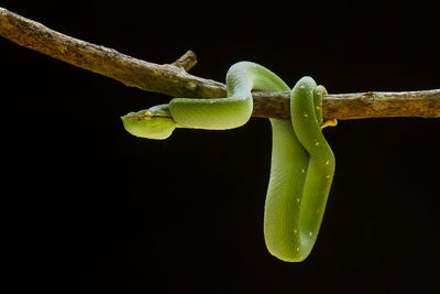 Close-up of green plant against black background