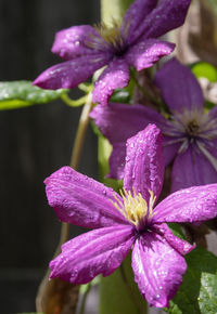 Close-up of wet purple flower