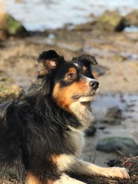 Close-up of dog sitting outdoors