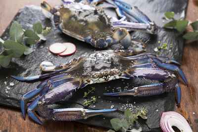 High angle view of fish in plate