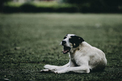 Dog running on field