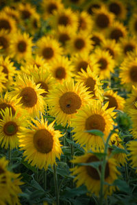 Close-up of sunflowers on field