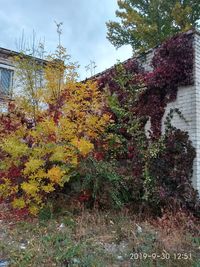 Plants and trees by building against sky during autumn