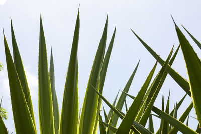 Low angle view of plants against sky