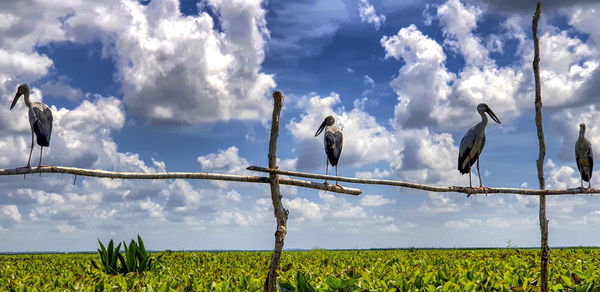 Birds perching on field against sky