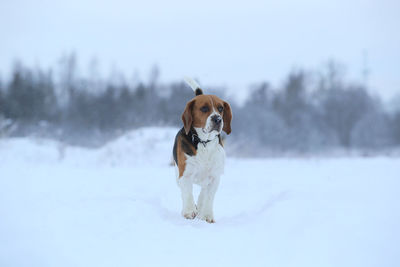Dog on snow covered field during winter