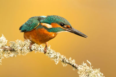 Close-up of a bird