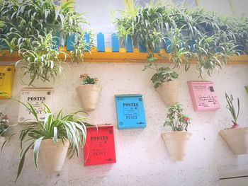 Potted plants against trees