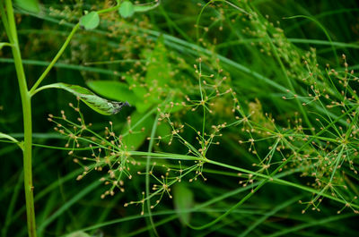 Close-up of spider web on plants