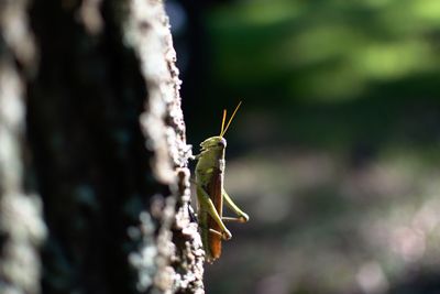 Close-up of insect on leaf