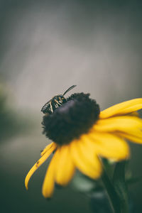 Close-up of insect on yellow flower