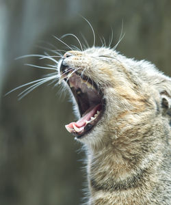 A yawning cat, closeup view