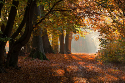 Trees in forest during autumn