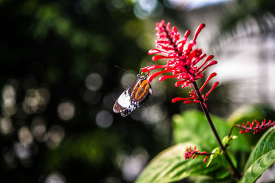 Close-up of butterfly pollinating on flower