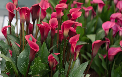 Close-up of pink flowering plants