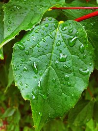 Close-up of wet leaf