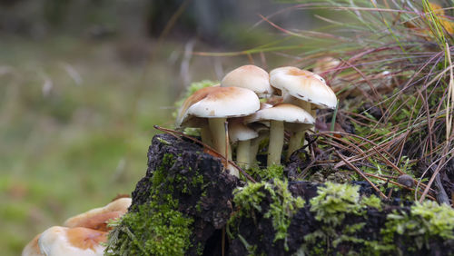Close-up of mushrooms growing on field