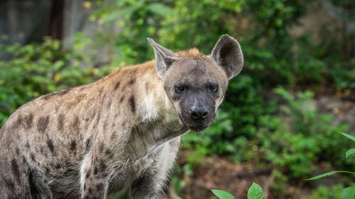 Spotted hyena, crocuta crocuta, looking towards camera